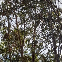 Philemon corniculatus (Noisy Friarbird) at Woodstock Nature Reserve - 26 Jan 2023 by VanceLawrence