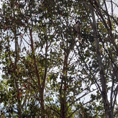 Philemon corniculatus (Noisy Friarbird) at Woodstock Nature Reserve - 26 Jan 2023 by VanceLawrence