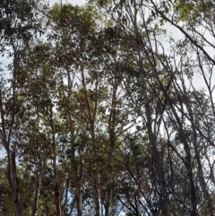 Philemon corniculatus at Coree, ACT - 26 Jan 2023 06:23 PM