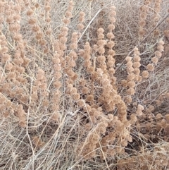 Marrubium vulgare (Horehound) at Coree, ACT - 26 Jan 2023 by VanceLawrence