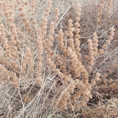 Marrubium vulgare (Horehound) at Coree, ACT - 26 Jan 2023 by VanceLawrence