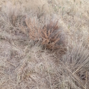 Marrubium vulgare at Coree, ACT - 26 Jan 2023