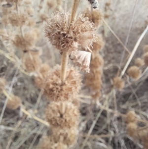 Marrubium vulgare at Coree, ACT - 26 Jan 2023