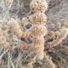 Marrubium vulgare at Coree, ACT - 26 Jan 2023