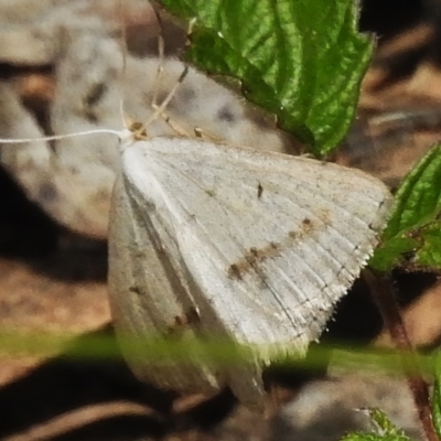 Taxeotis endela (Looper or geometer moth) at Namadgi National Park - 21 Jan 2023 by JohnBundock