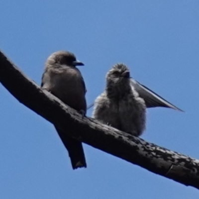 Artamus cyanopterus (Dusky Woodswallow) at Morton National Park - 24 Jan 2023 by RobG1