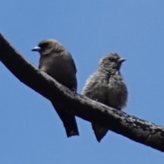 Artamus cyanopterus at Boolijah, NSW - 24 Jan 2023