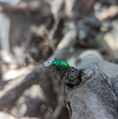 Diphucephala elegans (Green scarab beetle) at Kosciuszko National Park - 26 Jan 2023 by Rebeccajgee