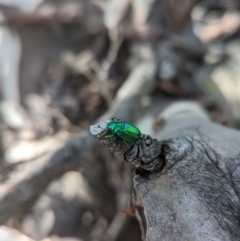 Diphucephala elegans (Green scarab beetle) at Ngarigo, NSW - 26 Jan 2023 by Rebeccajgee
