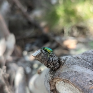 Diphucephala elegans at Ngarigo, NSW - 26 Jan 2023