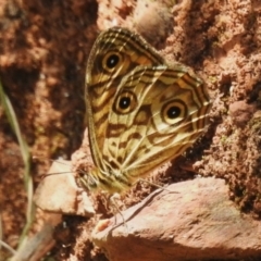 Geitoneura acantha (Ringed Xenica) at Cotter River, ACT - 21 Jan 2023 by JohnBundock