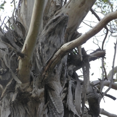 Podargus strigoides (Tawny Frogmouth) at Yass River, NSW - 26 Jan 2023 by SueMcIntyre