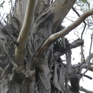 Podargus strigoides at Yass River, NSW - 26 Jan 2023