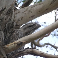 Podargus strigoides at Yass River, NSW - 26 Jan 2023 09:21 PM