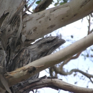 Podargus strigoides at Yass River, NSW - 26 Jan 2023