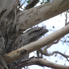 Podargus strigoides at Yass River, NSW - 26 Jan 2023