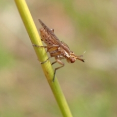 Sciomyzidae sp. (family) (A marsh fly) at Murrumbateman, NSW - 26 Jan 2023 by SimoneC