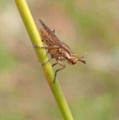 Sciomyzidae sp. (family) (A marsh fly) at Murrumbateman, NSW - 26 Jan 2023 by SimoneC
