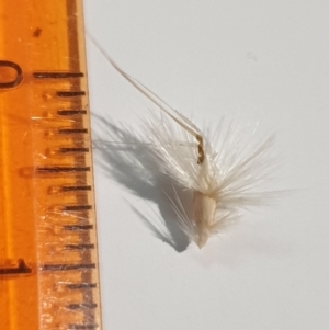 Rytidosperma laeve at Wanniassa, ACT - 26 Jan 2023