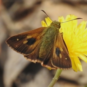 Timoconia flammeata at Cotter River, ACT - 21 Jan 2023 02:48 PM