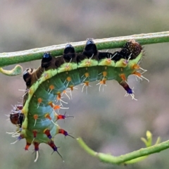 Opodiphthera eucalypti (Emperor Gum Moth) at Stromlo, ACT - 26 Jan 2023 by HelenCross