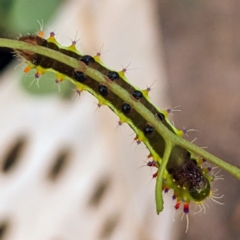 Opodiphthera eucalypti at Stromlo, ACT - 26 Jan 2023