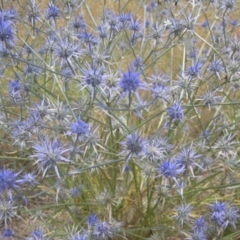 Eryngium ovinum (Blue Devil) at Yass River, NSW - 26 Jan 2023 by SueMcIntyre