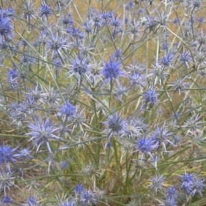 Eryngium ovinum at Yass River, NSW - 26 Jan 2023 09:34 PM