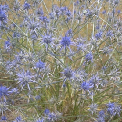 Eryngium ovinum (Blue Devil) at Gang Gang at Yass River - 26 Jan 2023 by SueMcIntyre