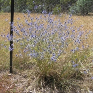 Eryngium ovinum at Yass River, NSW - 26 Jan 2023 09:34 PM