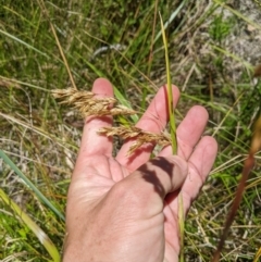 Hierochloe redolens (Sweet Holy Grass) at Cotter River, ACT - 25 Jan 2023 by MattM