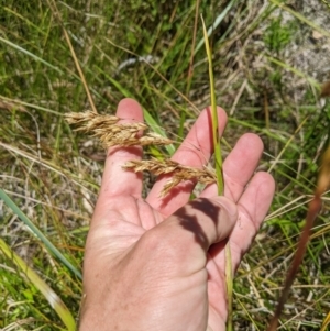 Hierochloe redolens at Cotter River, ACT - 25 Jan 2023