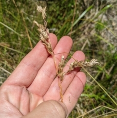 Hierochloe redolens at Cotter River, ACT - 25 Jan 2023 02:41 PM