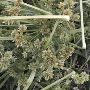 Cyperus eragrostis at Garran, ACT - 3 Jan 2023