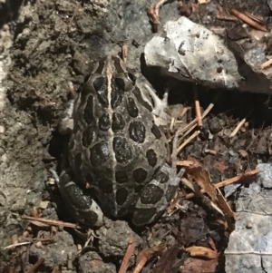 Limnodynastes tasmaniensis at Phillip, ACT - 1 Jan 2023 09:37 PM