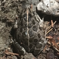 Limnodynastes tasmaniensis at Phillip, ACT - 1 Jan 2023 09:37 PM