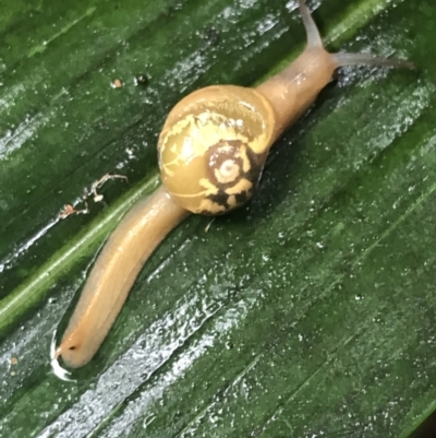 Mysticarion porrectus (Golden Semi-slug) at Acton, ACT - 29 Dec 2022 by Tapirlord