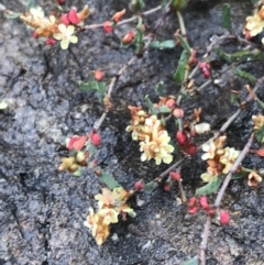 Muehlenbeckia tuggeranong (Tuggeranong Lignum) at ANBG - 29 Dec 2022 by Tapirlord