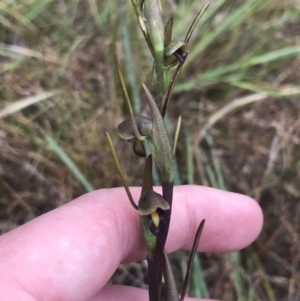 Orthoceras strictum at Bruce, ACT - suppressed