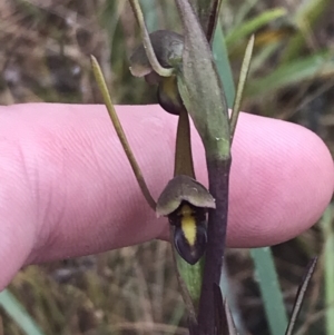 Orthoceras strictum at Bruce, ACT - suppressed