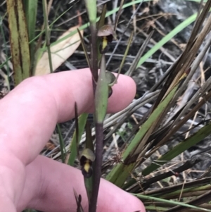 Orthoceras strictum at Bruce, ACT - suppressed