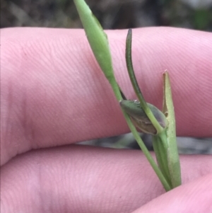 Orthoceras strictum at Bruce, ACT - suppressed