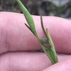 Orthoceras strictum at Bruce, ACT - suppressed