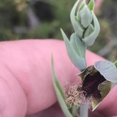 Calochilus therophilus (Late Beard Orchid) at Black Mountain - 29 Dec 2022 by Tapirlord