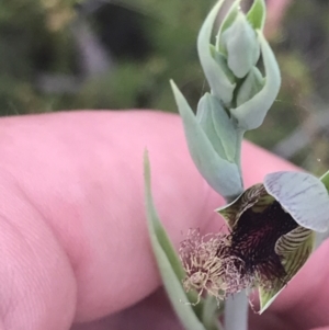 Calochilus therophilus at Bruce, ACT - suppressed