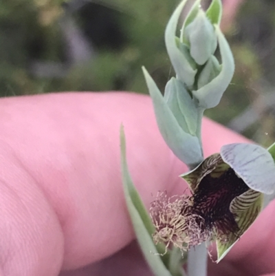 Calochilus therophilus (Late Beard Orchid) at Black Mountain - 29 Dec 2022 by Tapirlord