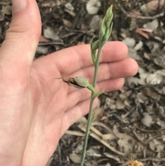 Calochilus therophilus at Bruce, ACT - suppressed