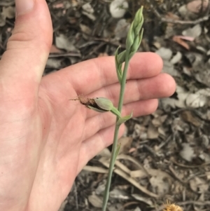 Calochilus therophilus at Bruce, ACT - suppressed