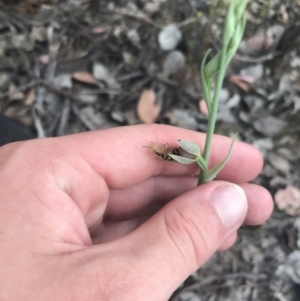 Calochilus therophilus at Bruce, ACT - suppressed