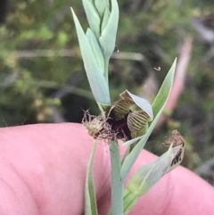 Calochilus therophilus at Bruce, ACT - suppressed